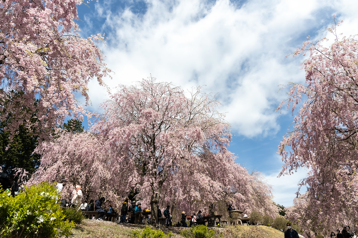 奈良県の桜スポット東吉野高見の郷