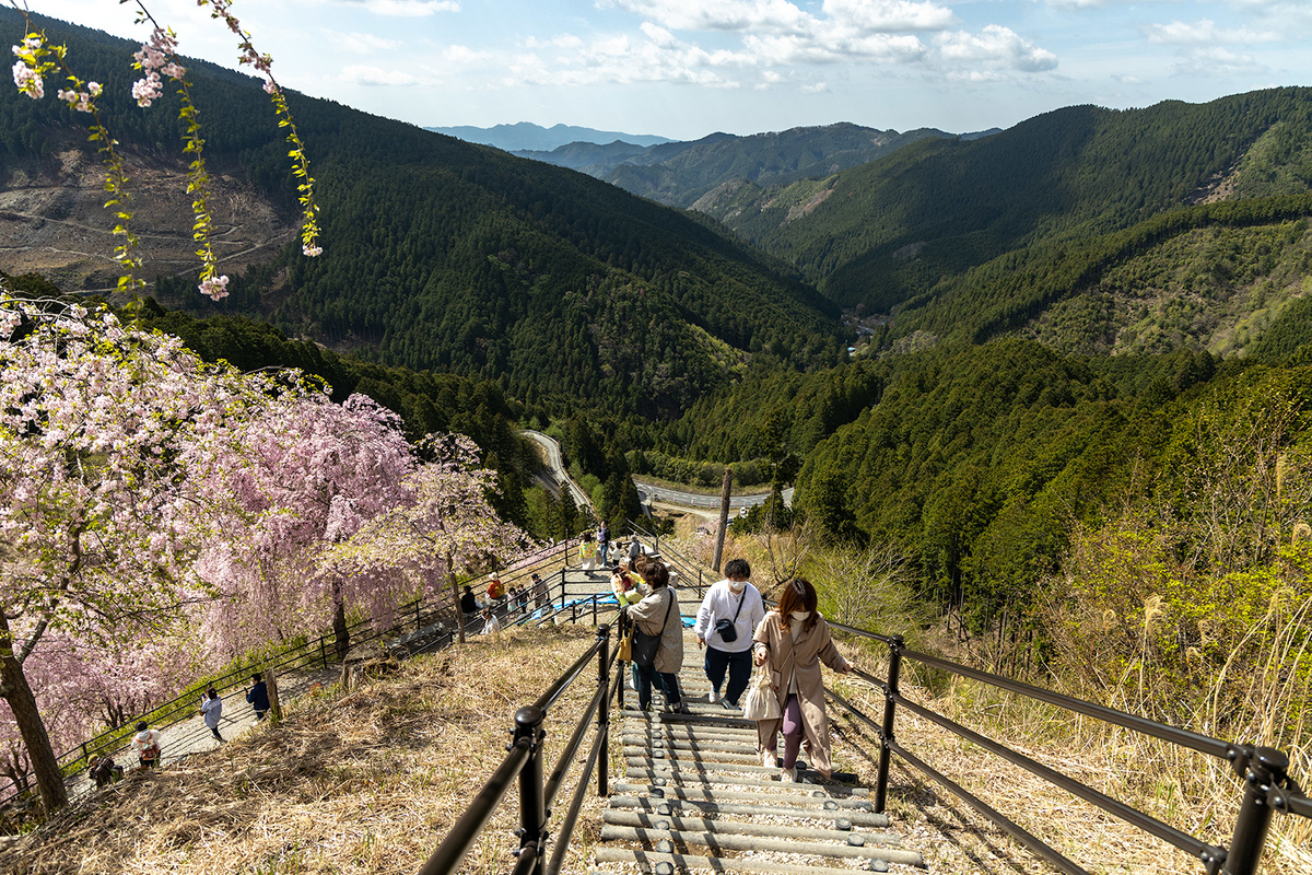 奈良県の桜スポット東吉野高見の郷