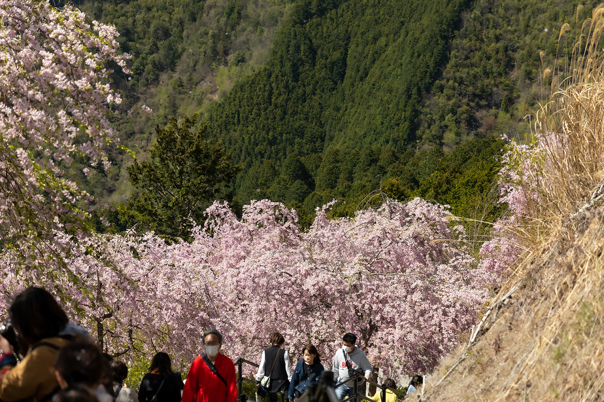 奈良県の桜スポット東吉野高見の郷