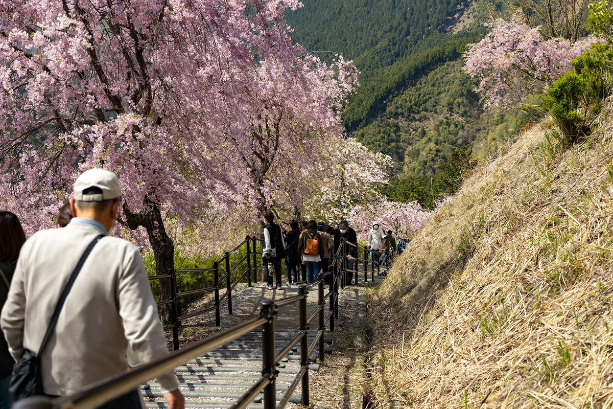 奈良県の桜スポット東吉野高見の郷