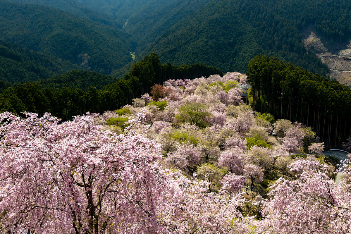 奈良県の桜スポット東吉野高見の郷