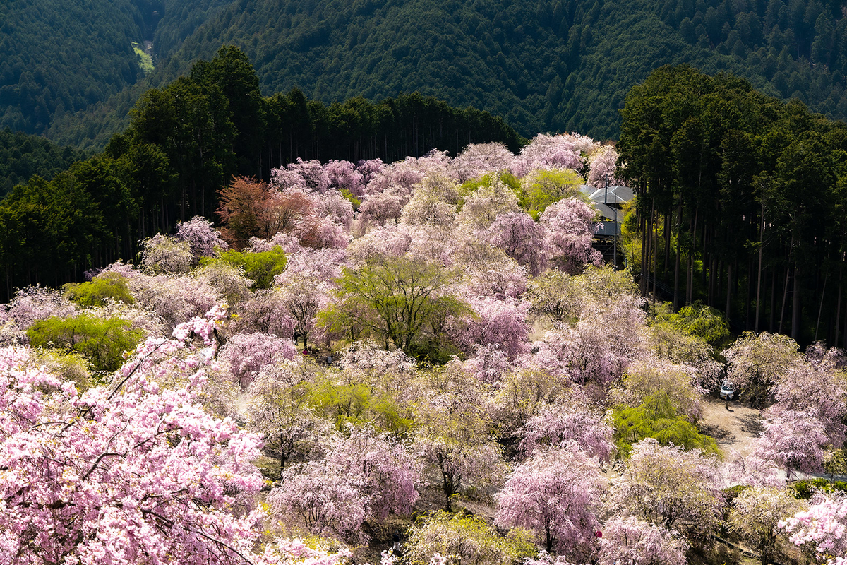 奈良県の桜スポット東吉野高見の郷