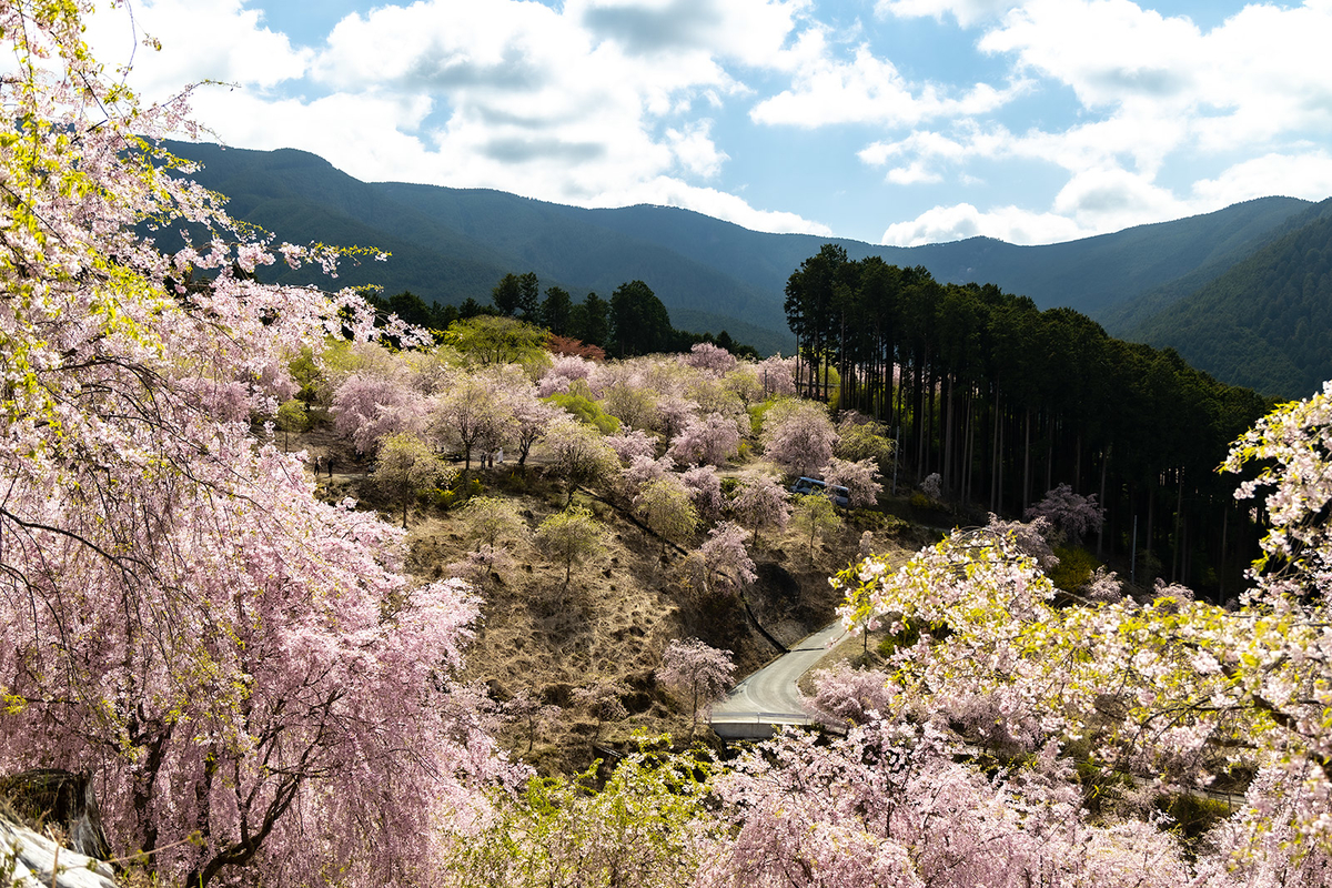 奈良県の桜スポット東吉野高見の郷