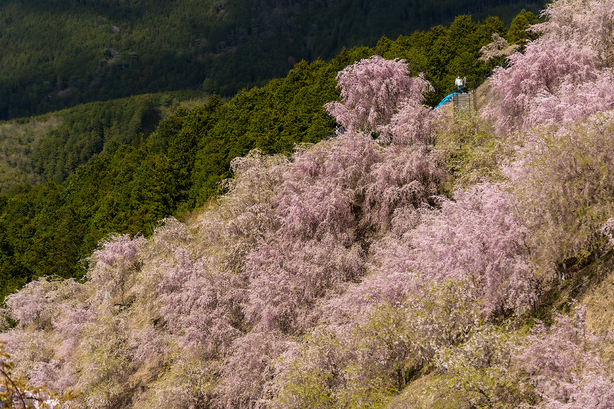 奈良県の桜スポット東吉野高見の郷