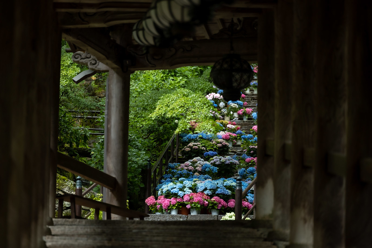 長谷寺のアジサイ