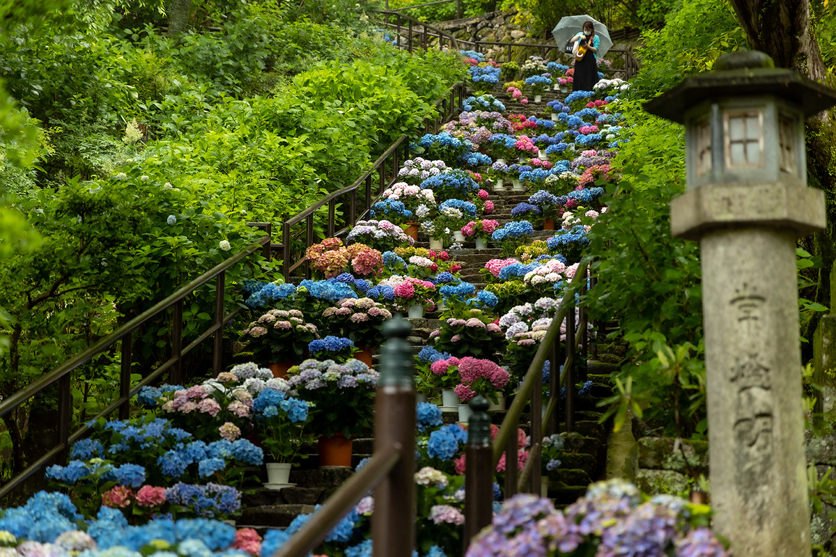 長谷寺のアジサイ