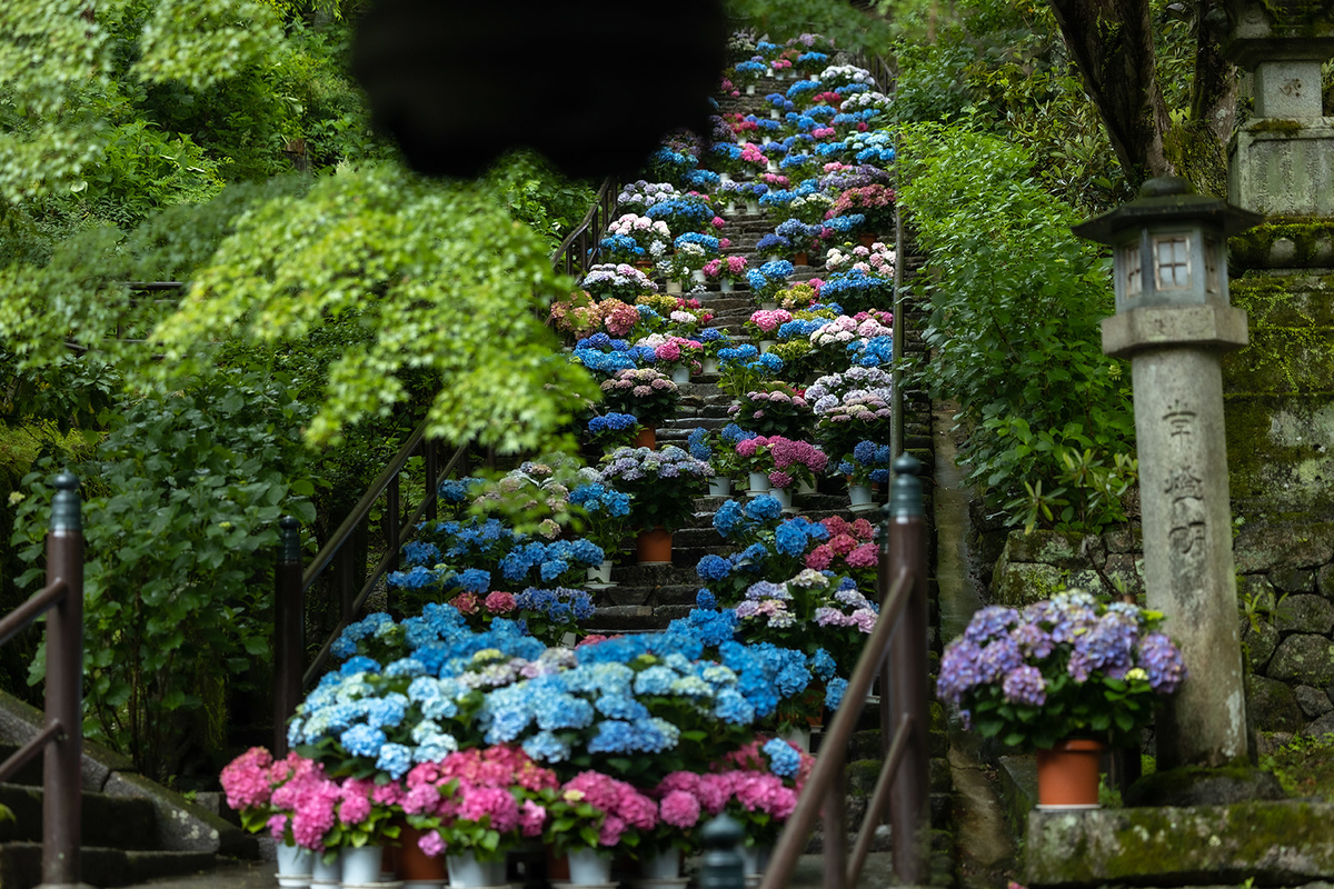 長谷寺のアジサイ