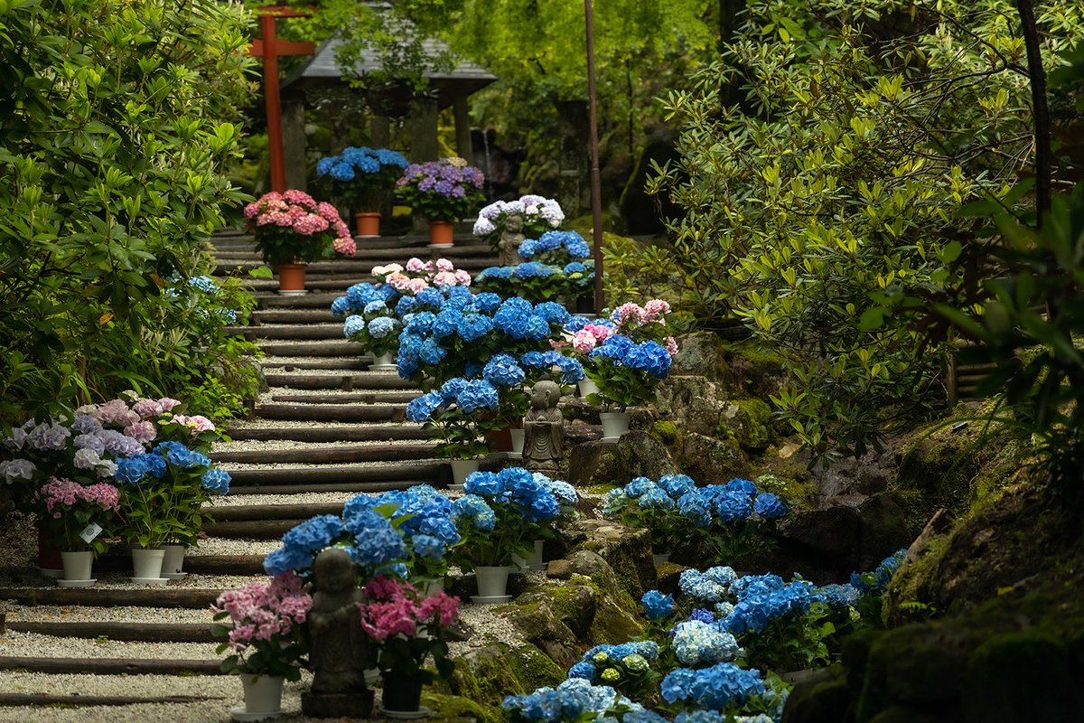 岡寺のアジサイ