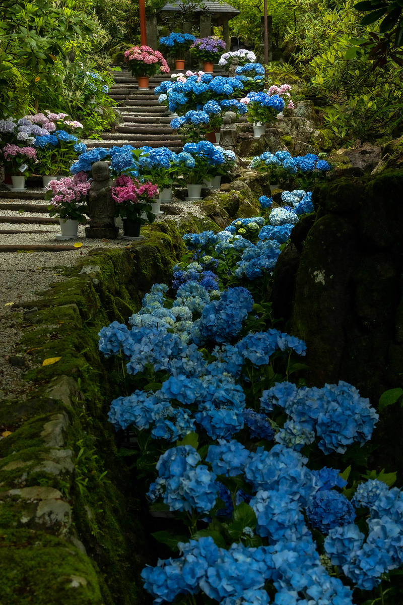 岡寺のアジサイ