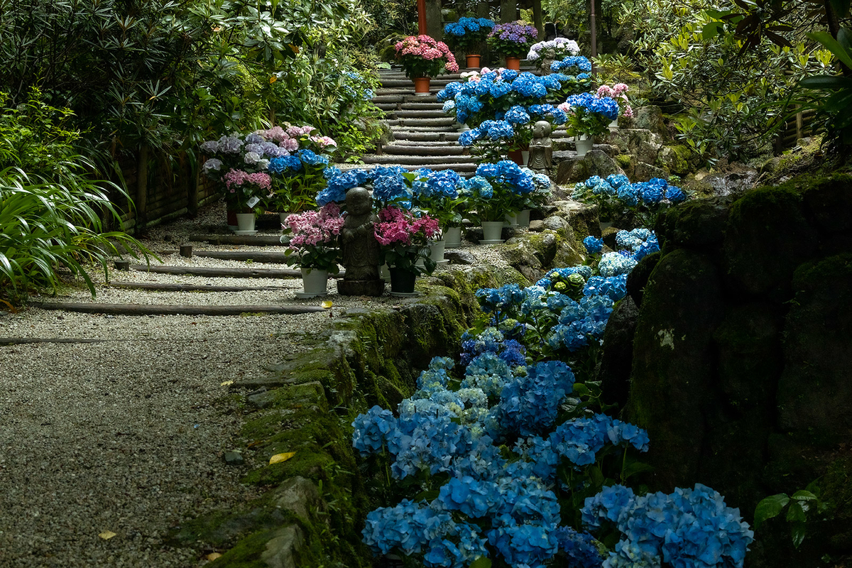 岡寺のアジサイ