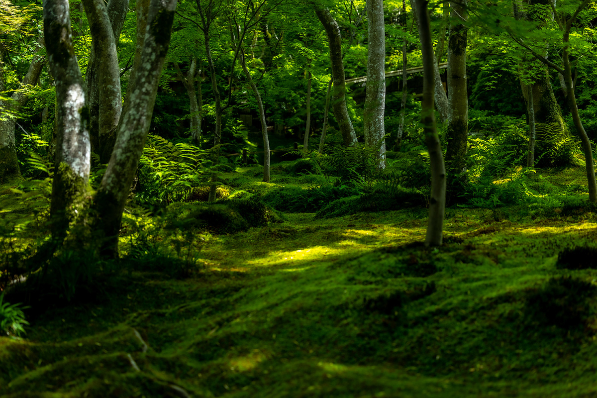 京都の苔寺祇王寺