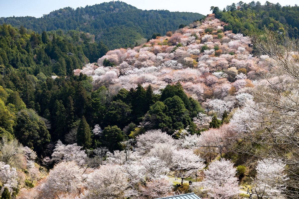 吉野の桜