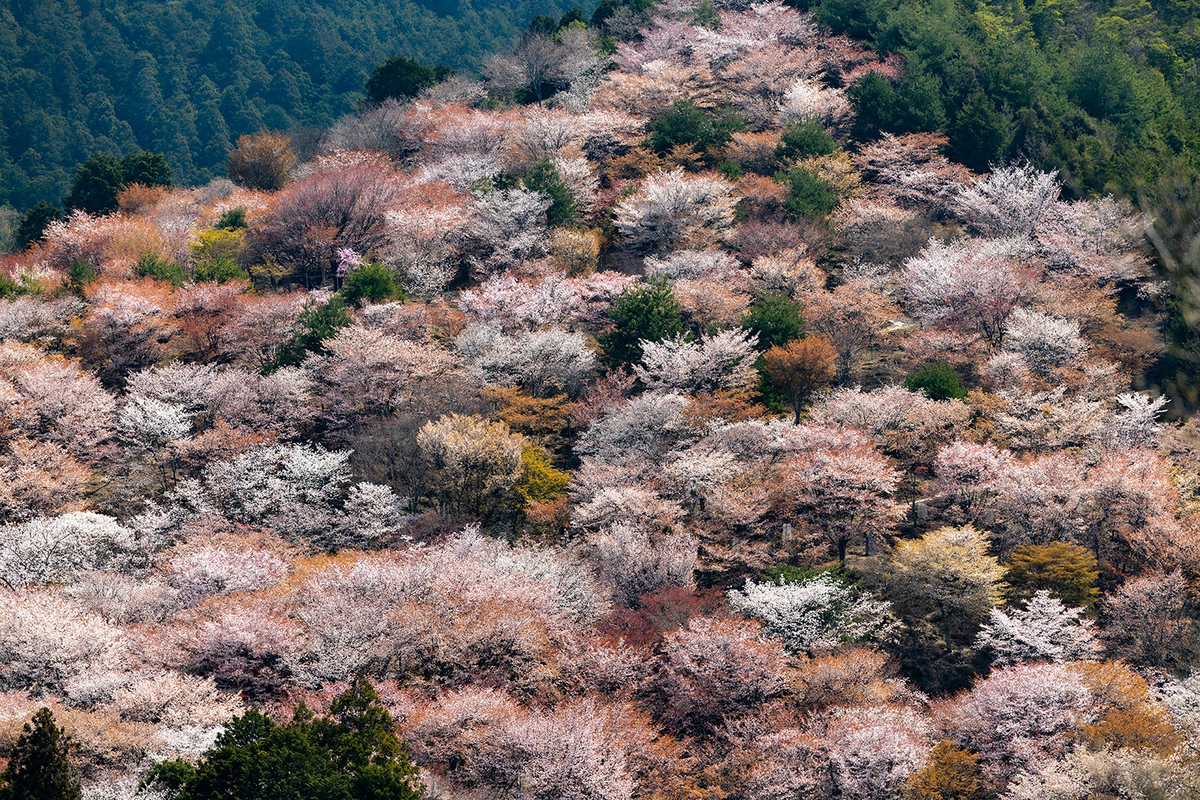 吉野の桜