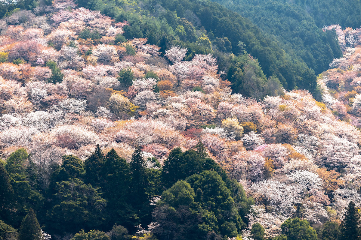 吉野の桜