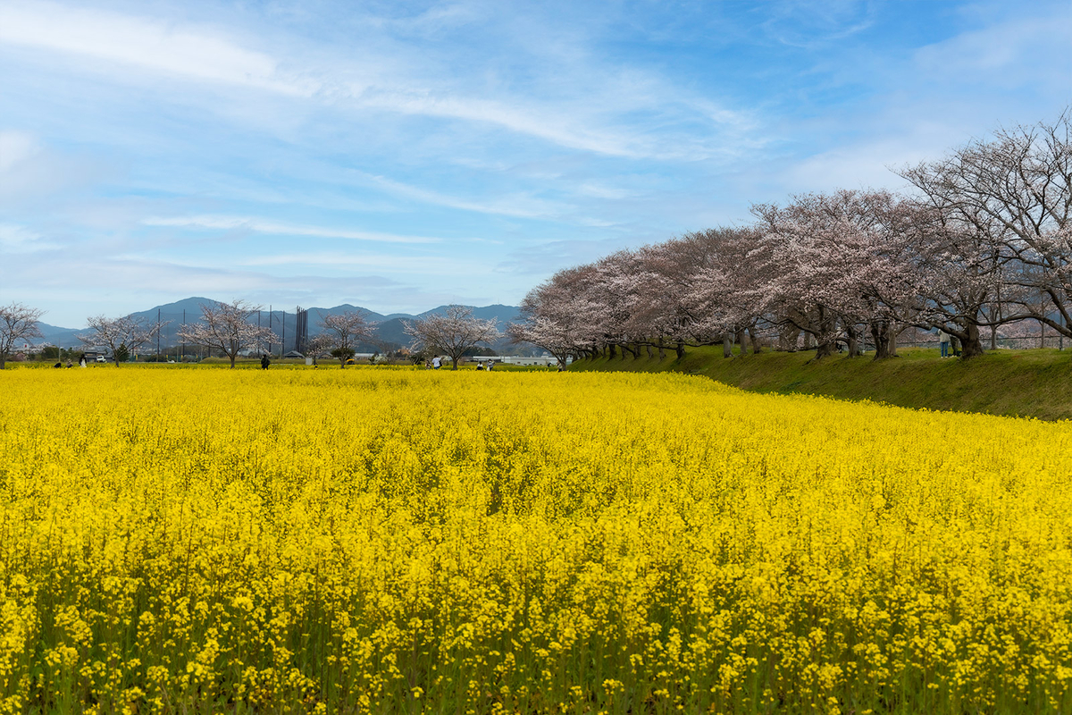 藤原宮後の菜の花