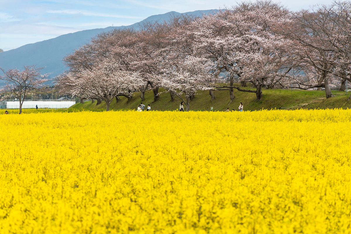 藤原宮跡の菜の花