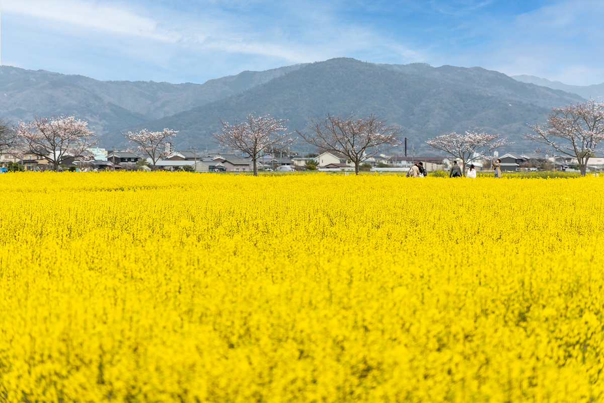 藤原宮跡の菜の花