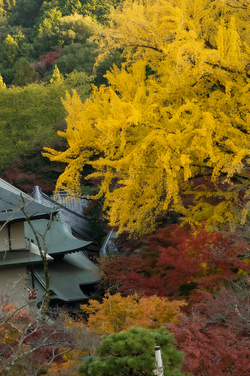 朝護孫子寺