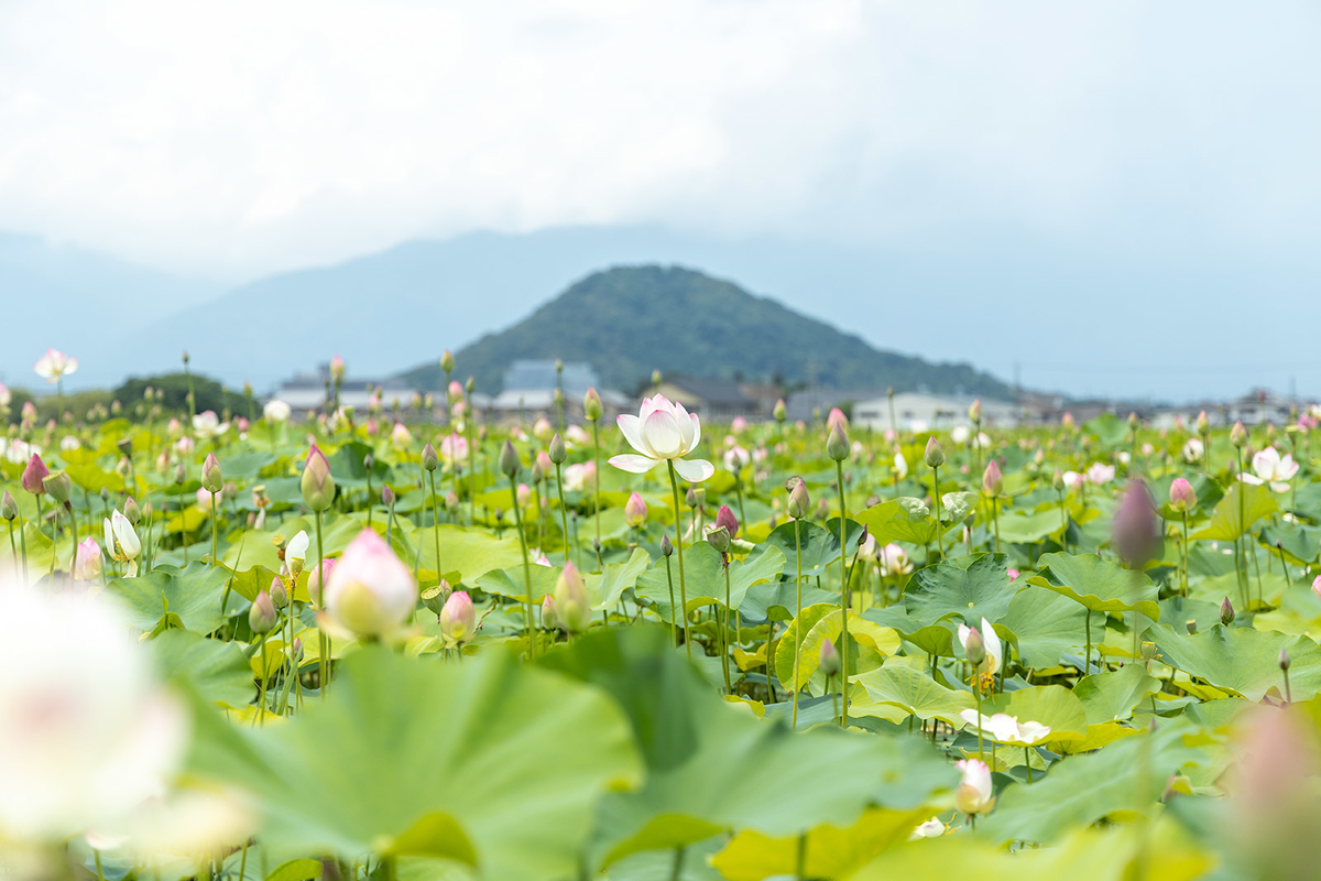 奈良県藤原宮跡の蓮池