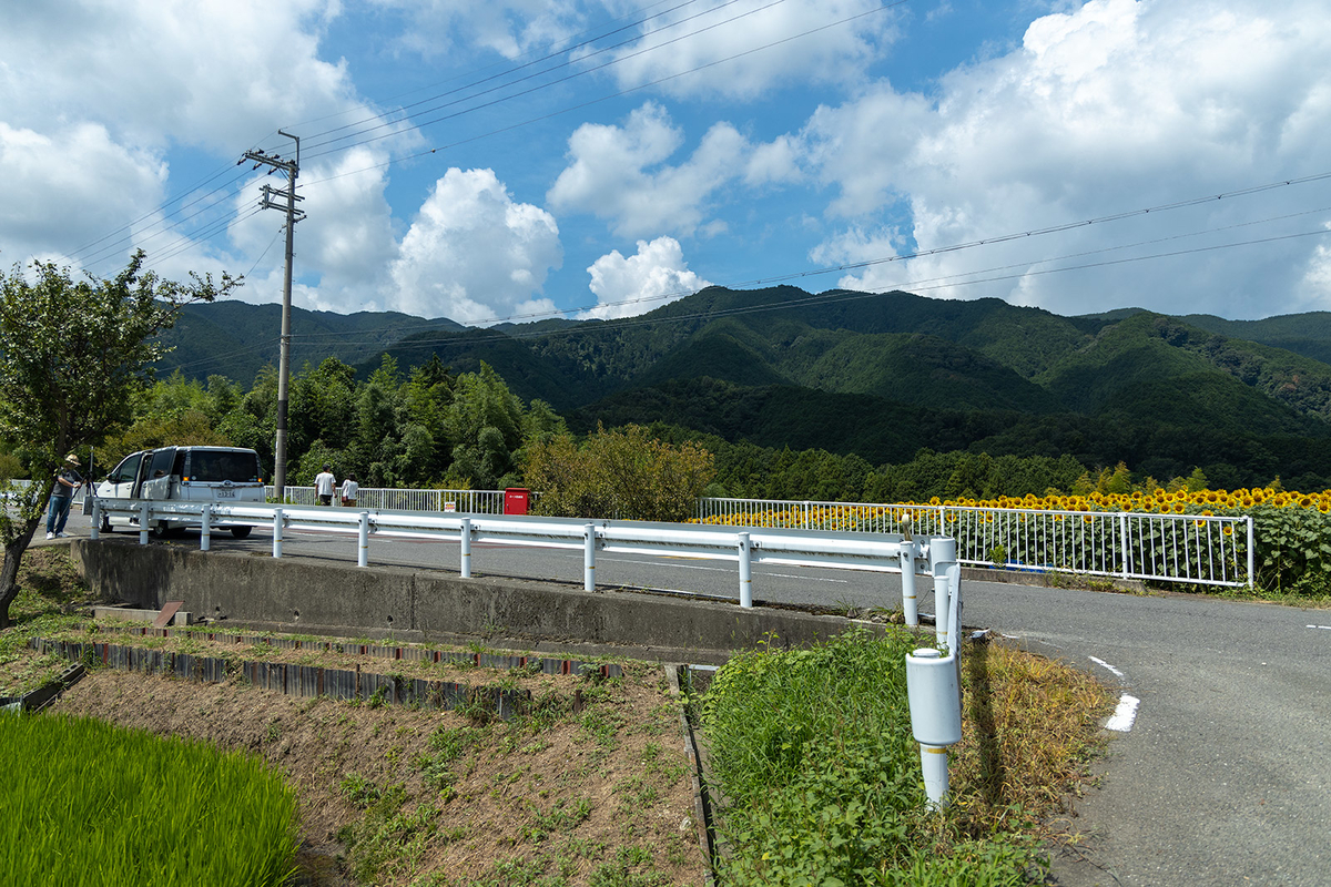 奈良県葛城山麓公園付近のひまわり畑