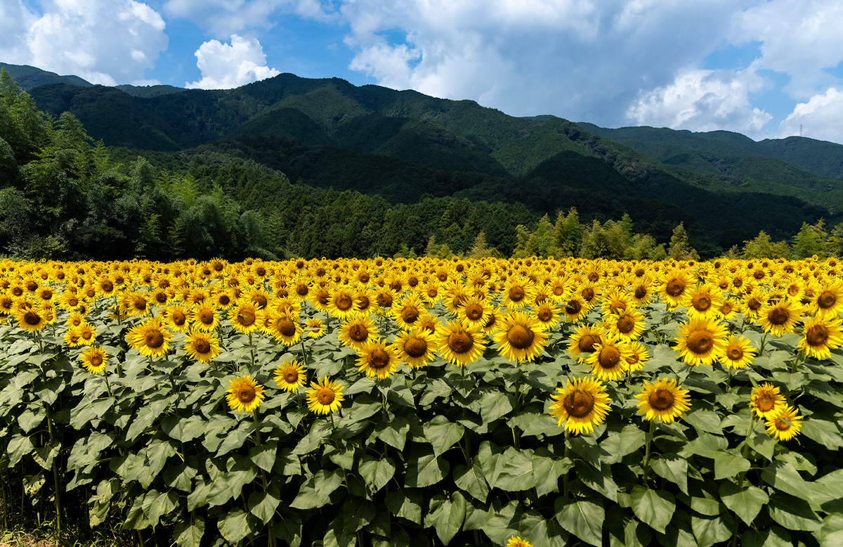 奈良県葛城山麓公園付近のひまわり畑