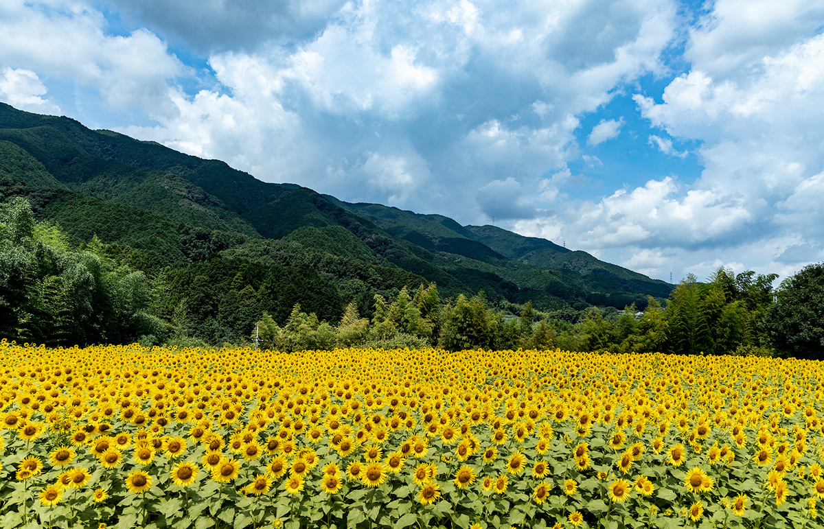 奈良県葛城山麓公園付近のひまわり畑