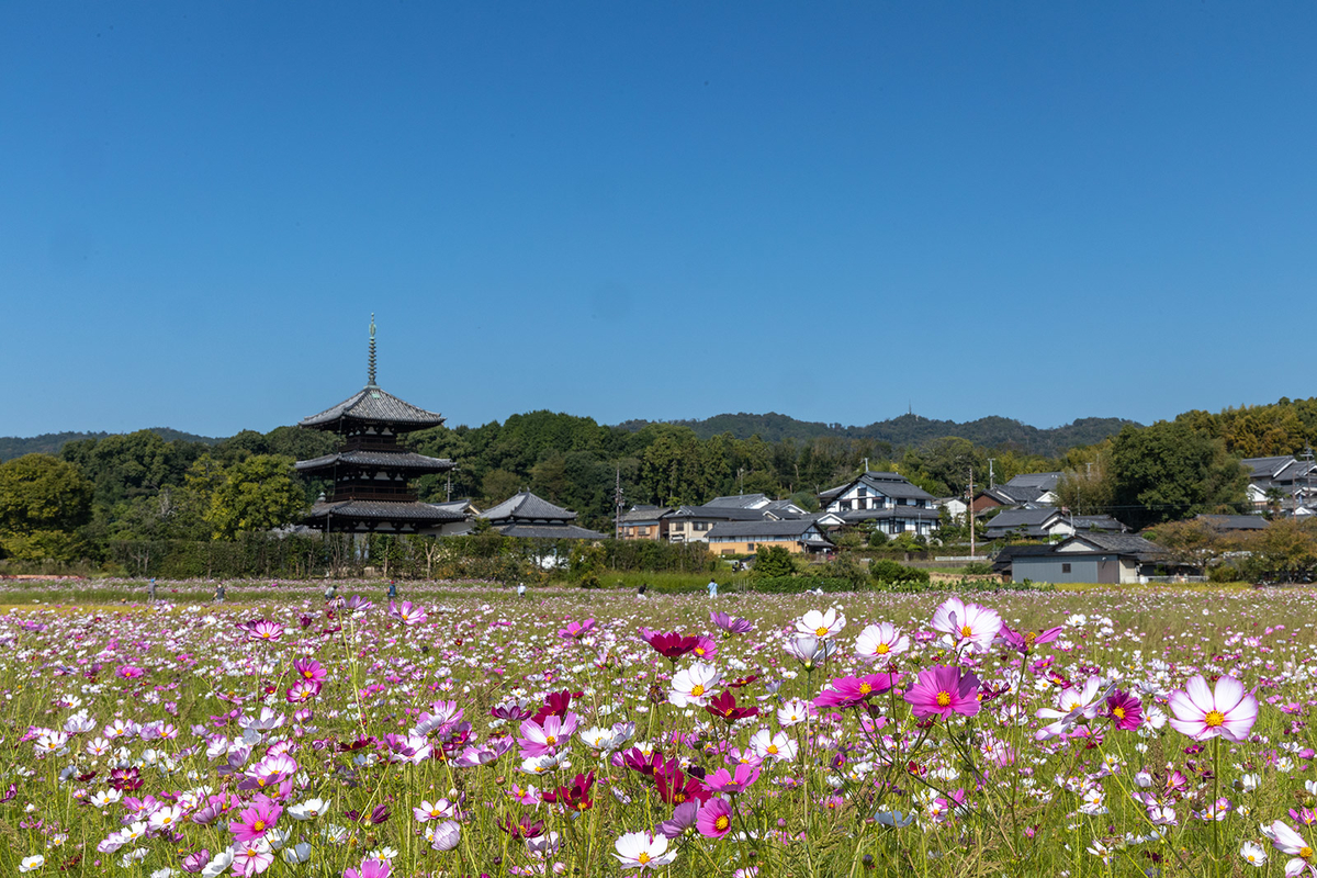 コスモスと法起寺