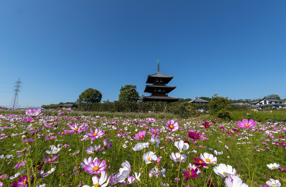 コスモスと法起寺