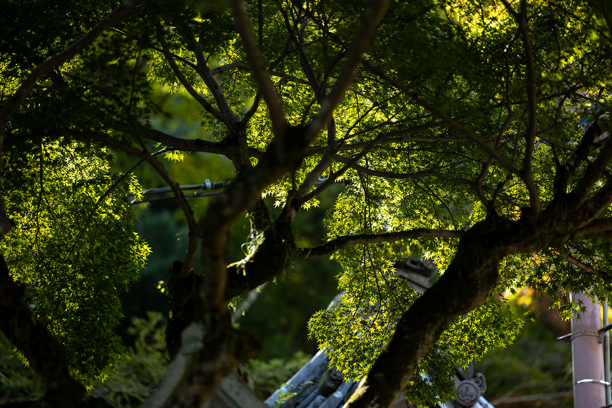 朝護孫子寺