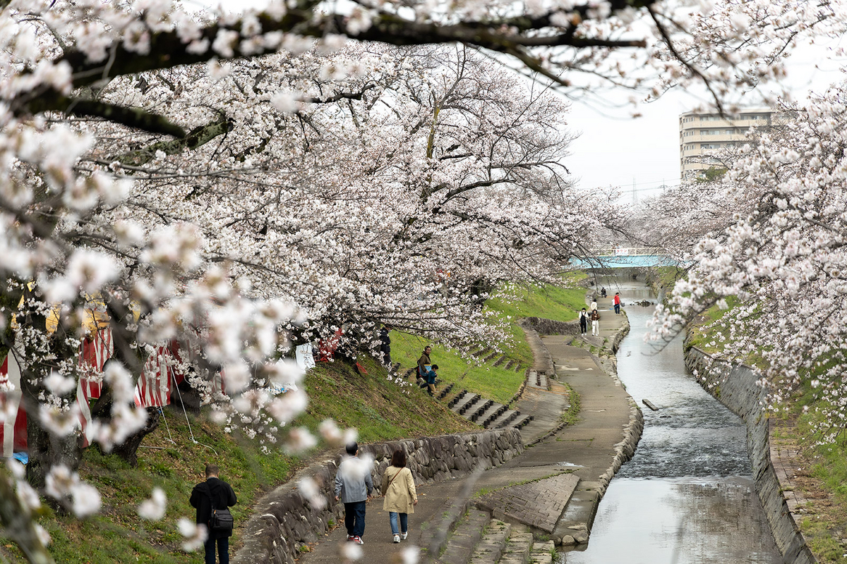 高田千本桜