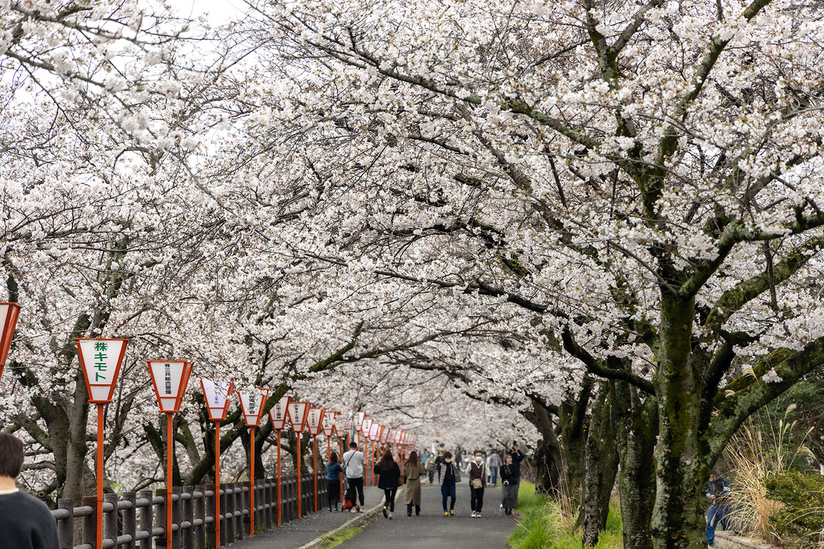 高田千本桜