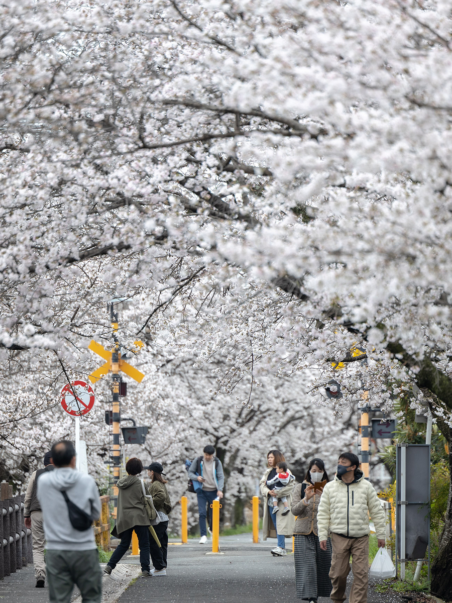 高田千本桜