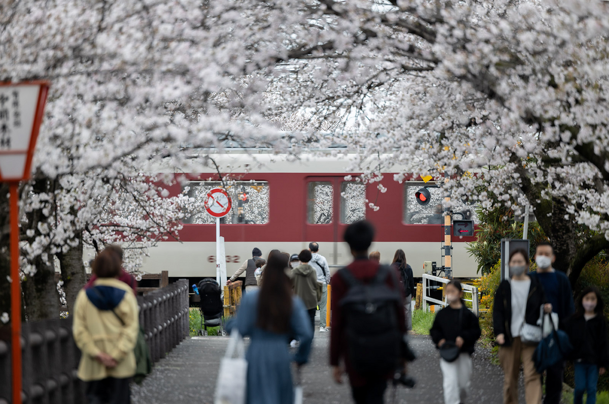 高田千本桜