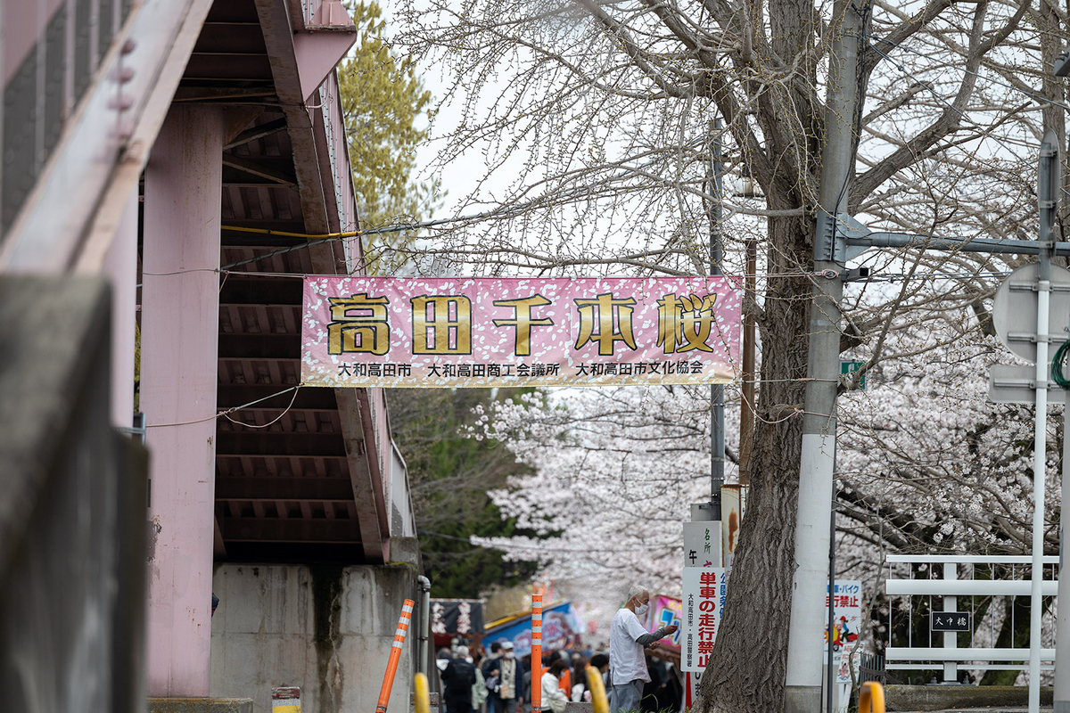 高田千本桜