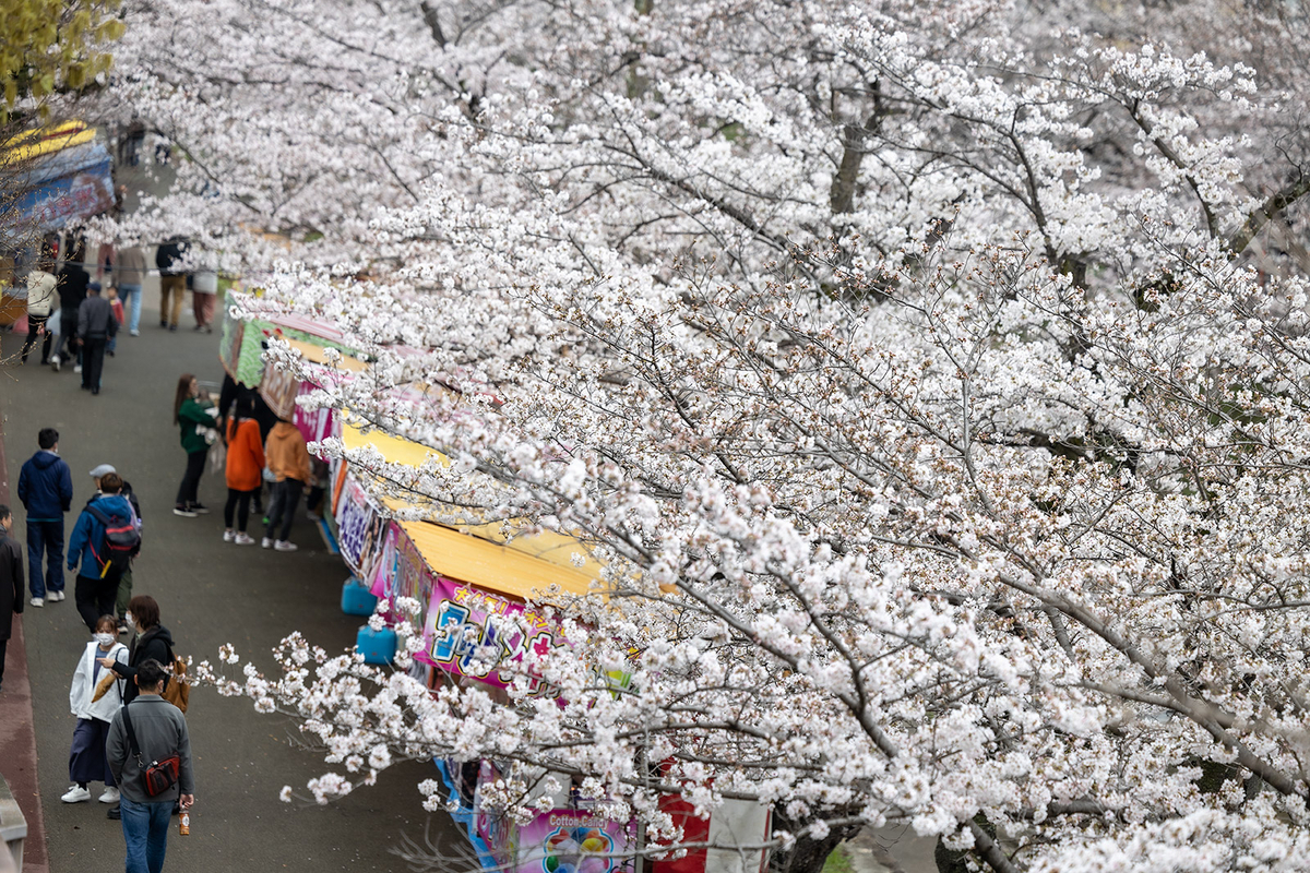 高田千本桜