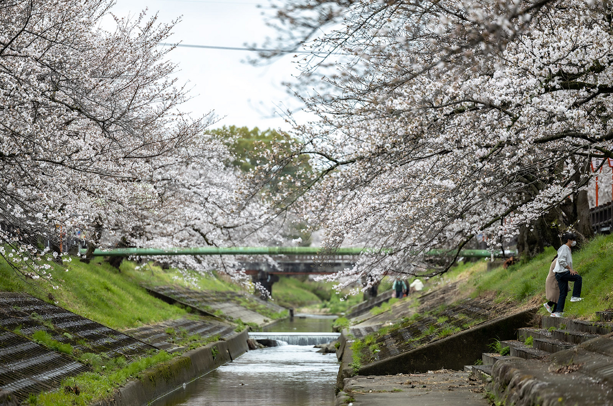 高田千本桜