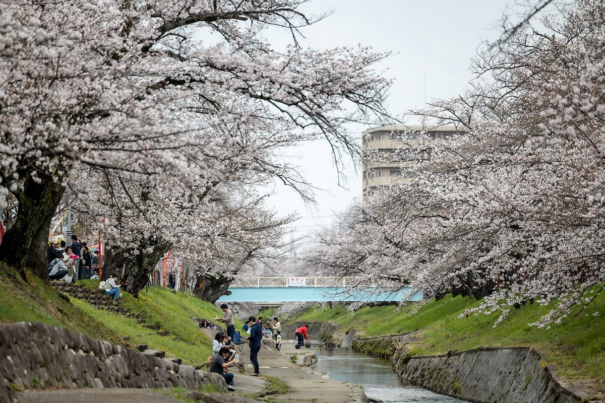 高田千本桜