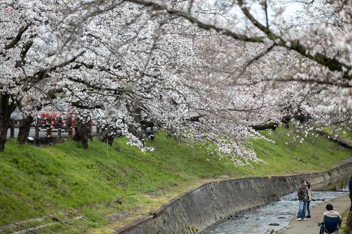 高田千本桜