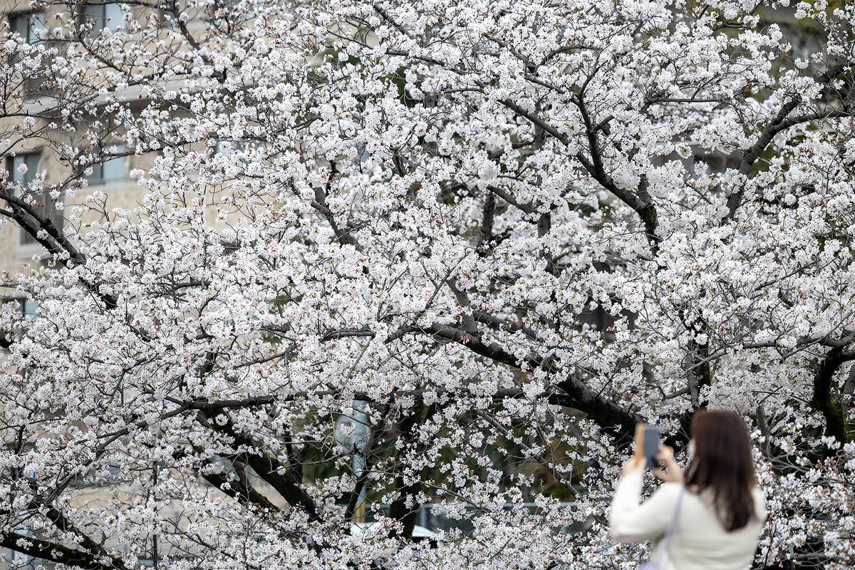 高田千本桜