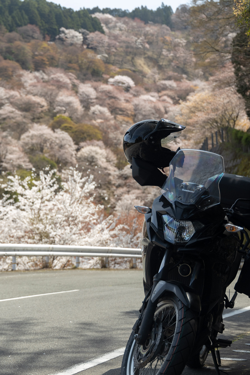 桜が見頃の奈良県吉野