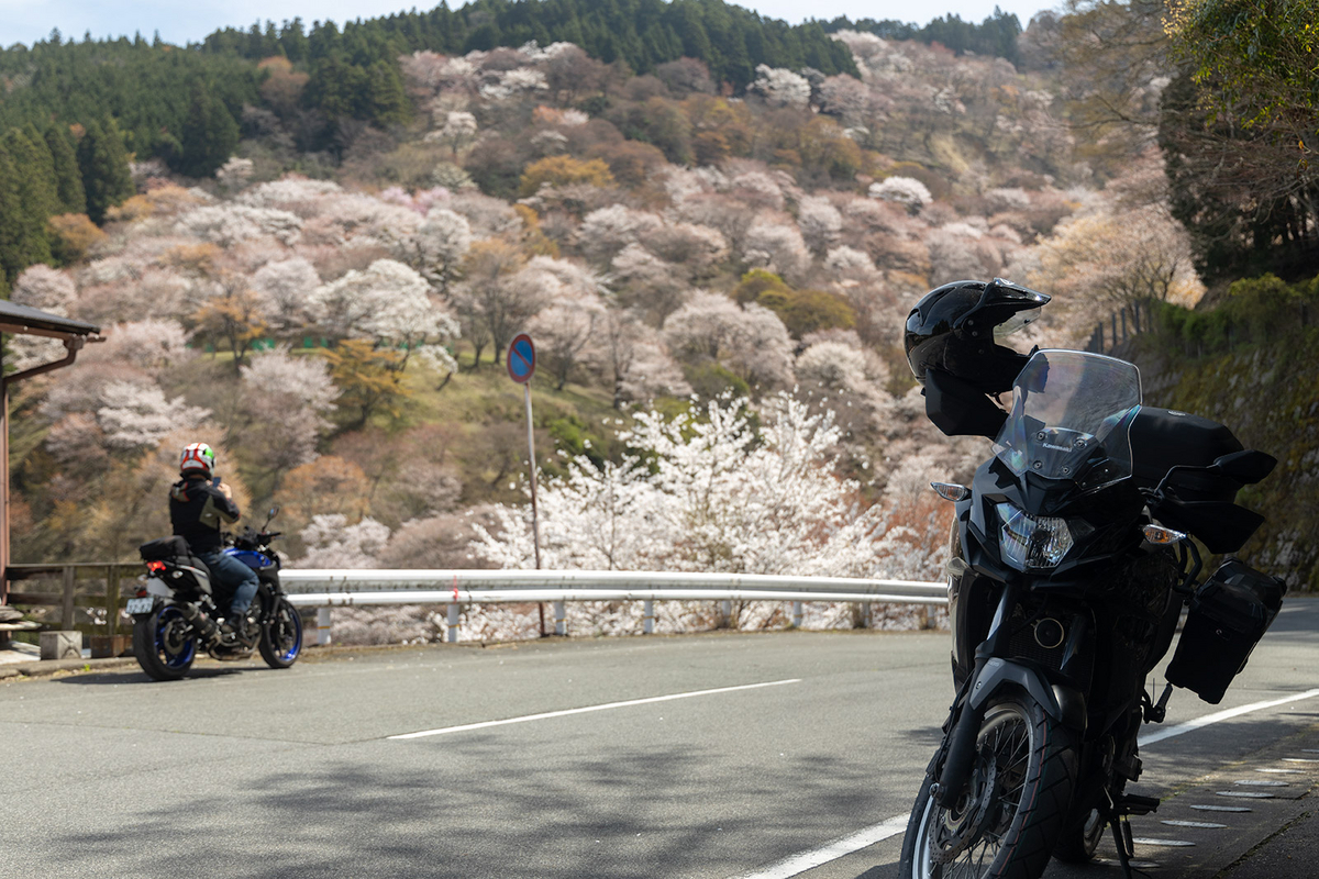 桜が見頃の奈良県吉野