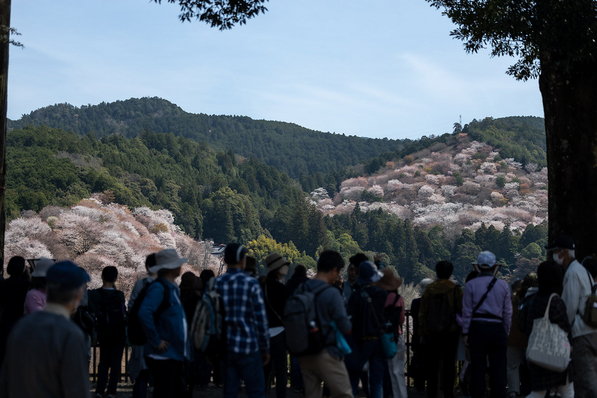 桜が見頃の奈良県吉野