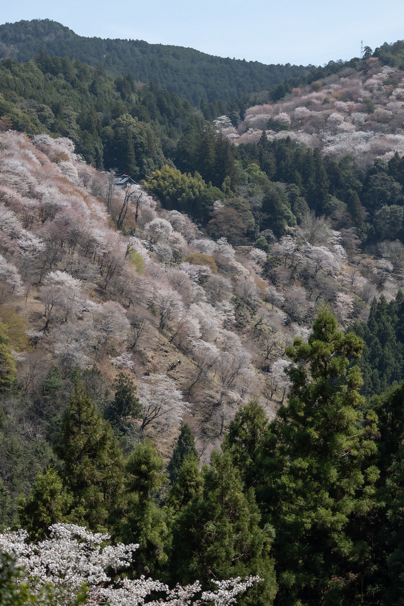 桜が見頃の奈良県吉野