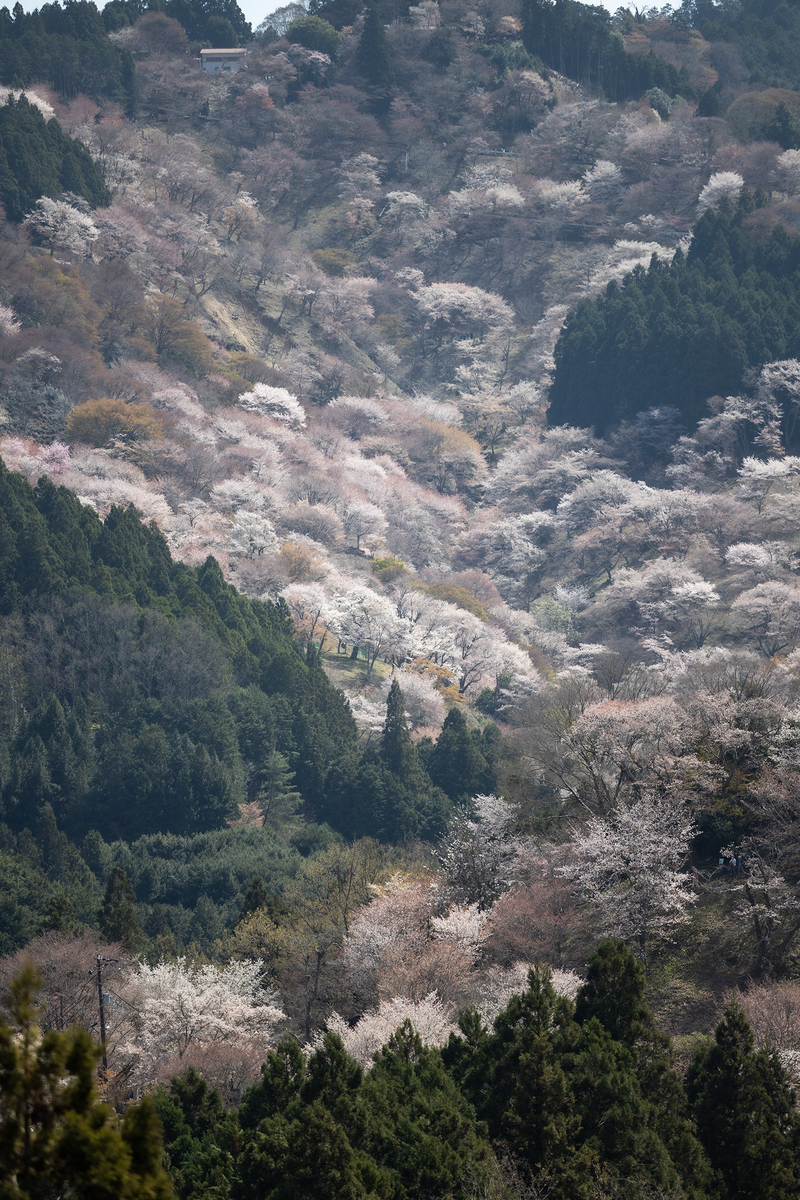 桜が見頃の奈良県吉野