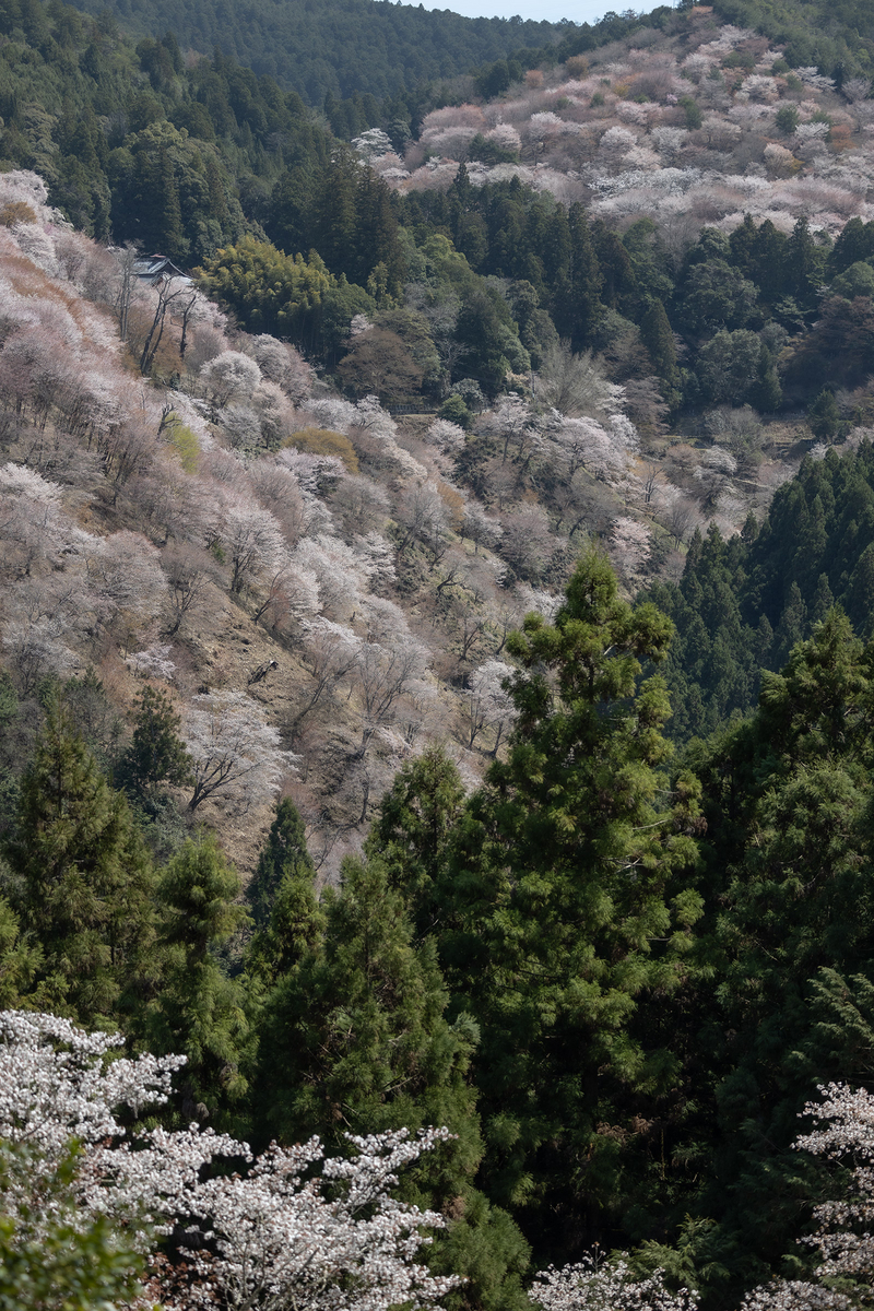 桜が見頃の奈良県吉野