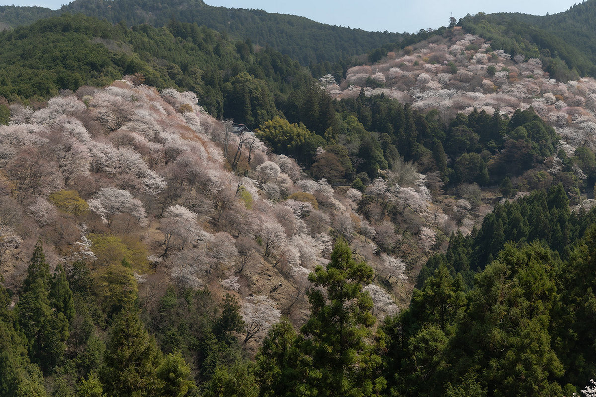 桜が見頃の奈良県吉野