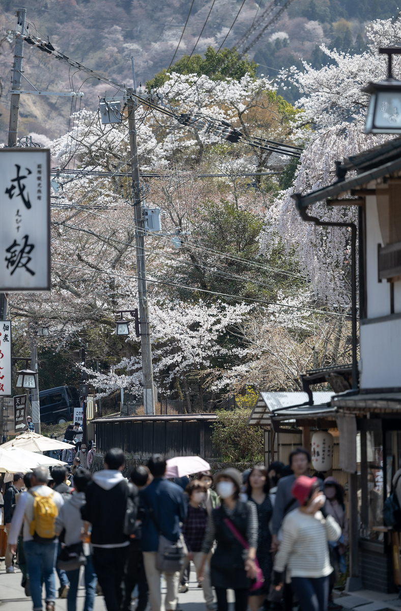 桜が見頃の奈良県吉野