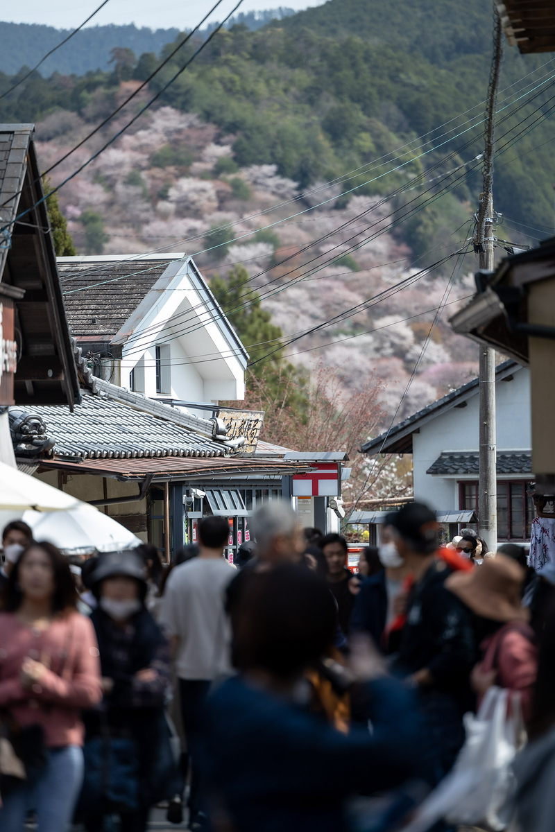 桜が見頃の奈良県吉野