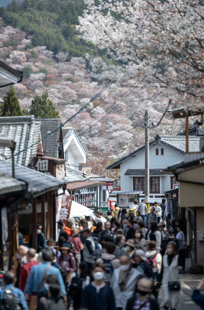 桜が見頃の奈良県吉野