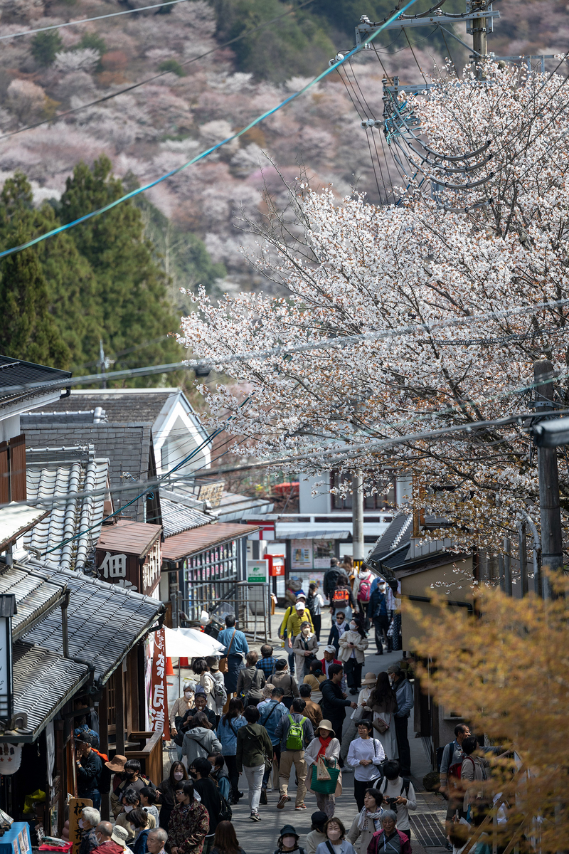 桜が見頃の奈良県吉野